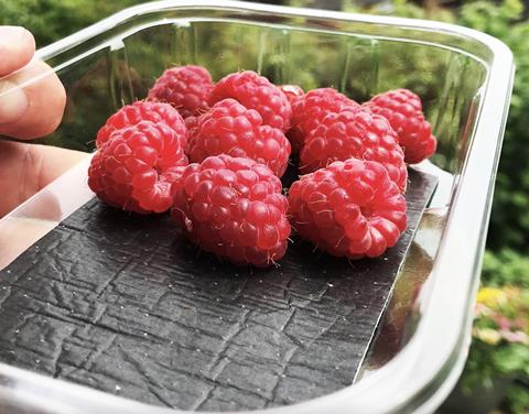 World’s First Approved Recyclable Absorbent Pad For Fruit